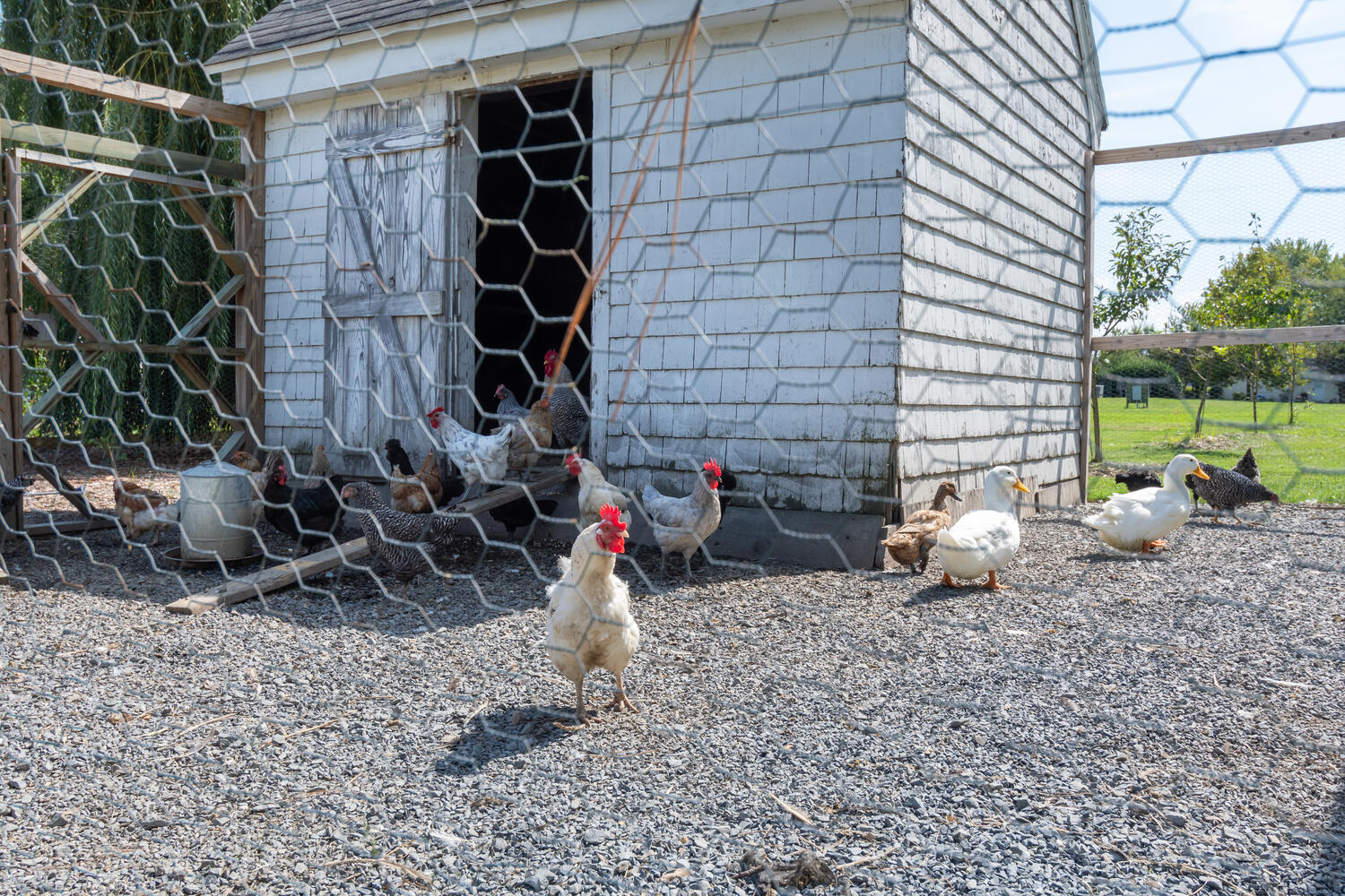 The chicken coop